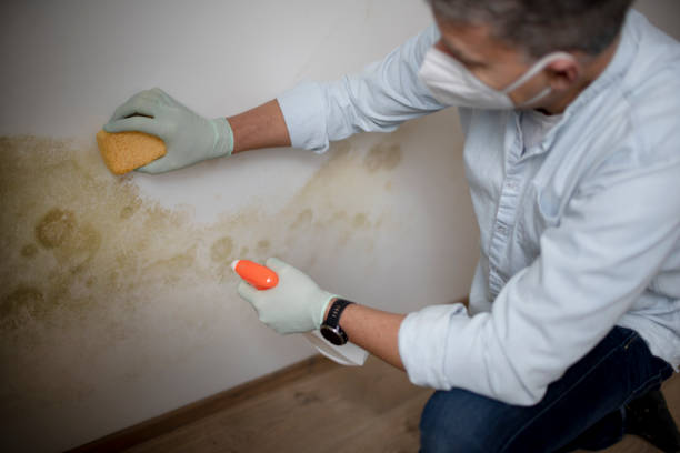 Best Attic Mold Remediation in University Heights, OH
