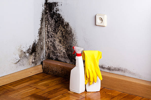 Best White Mold Remediation in University Heights, OH