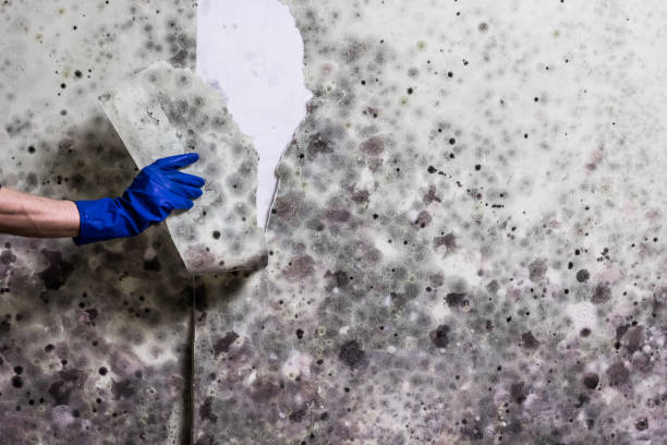 Best Mold Remediation for Schools in University Heights, OH