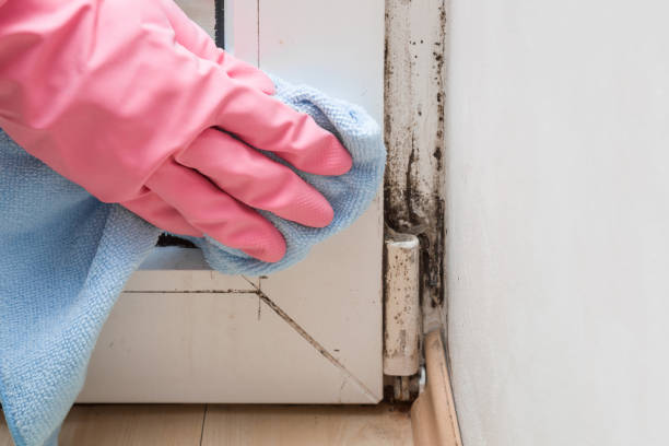 Best Attic Mold Remediation in University Heights, OH